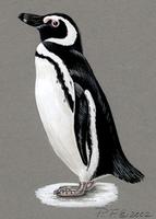 Image of: Spheniscus magellanicus (Magellanic penguin)