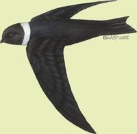 Image of: Streptoprocne zonaris (white-collared swift)