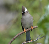 Image of: Yuhina diademata (white-collared yuhina)