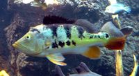 Cichla ocellaris - Peacock Cichlid