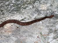 Image of: Agkistrodon contortrix (copperhead)