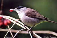 Blackcap - Sylvia atricapilla