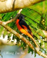 Fiery Minivet - Pericrocotus igneus