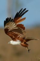 Brahminy Kite