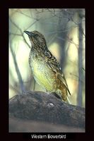 Western Bowerbird