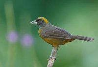 Dusky-faced Tanager (Mitrospingus cassinii) photo