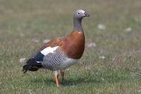 Ashy-headed Goose - Chloephaga poliocephala