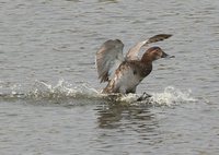 Common Pochard - Aythya ferina