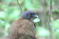 Rufous-vented Chachalaca - Ortalis ruficauda