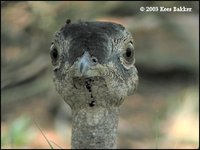 Red-crested Bustard - Eupodotis ruficrista