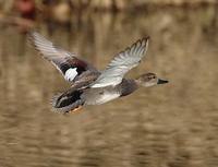 Gadwall (Anas strepera) photo