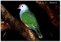 Rose-crowned Fruit-Dove - Ptilinopus regina