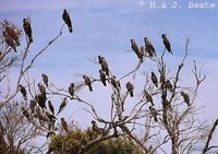 Slender-billed Black-Cockatoo - Calyptorhynchus latirostris