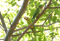 Orange-fronted Parakeet - Aratinga canicularis