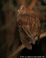Puerto Rican Screech-Owl - Megascops nudipes