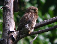 Peruvian Pygmy-Owl - Glaucidium peruanum