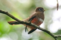 Collared Trogon - Trogon collaris