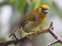 Prong-billed Barbet - Semnornis frantzii