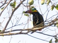 Golden-collared Toucanet - Selenidera reinwardtii