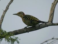 Hispaniolan Woodpecker - Melanerpes striatus