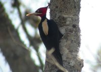 Cream-backed Woodpecker - Campephilus leucopogon