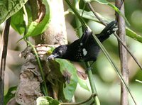 Dot-winged Antwren - Microrhopias quixensis