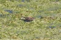 Andean Negrito - Lessonia oreas