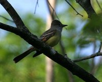 Great Crested Flycatcher - Myiarchus crinitus