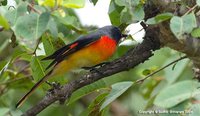 Small Minivet - Pericrocotus cinnamomeus