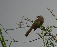 Yellow-vented Bulbul - Pycnonotus goiavier