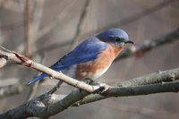 Eastern Bluebird - Sialia sialis