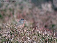 Dartford Warbler - Sylvia undata