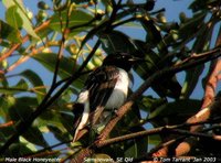 Black Honeyeater - Certhionyx niger