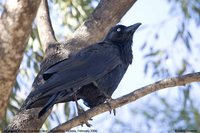 Australian Raven - Corvus coronoides