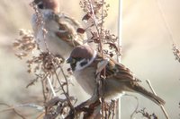 Eurasian Tree Sparrow - Passer montanus