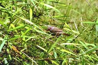 Common Waxbill - Estrilda astrild