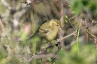 Black-chinned Siskin - Carduelis barbata