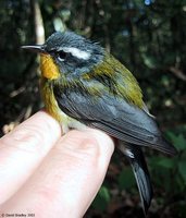 Crescent-chested Parula - Parula superciliosa