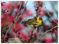 Cape May Warbler - Dendroica tigrina