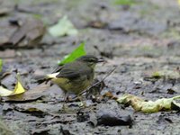 Buff-rumped Warbler - Basileuterus fulvicauda