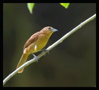 White-lined Tanager - Tachyphonus rufus