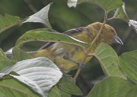 White-winged Tanager - Piranga leucoptera