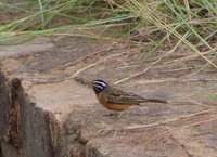 Cinnamon-breasted Bunting - Emberiza tahapisi