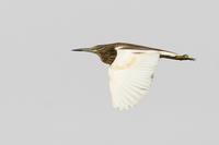 Squacco Heron