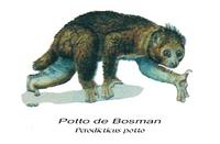 Potto