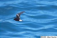 Galapagos, Ecuador - Jul, 1999 ?? Allen Chartier; Wedge-rumped Storm-Petrel