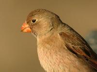 Trumpeter Finch, Salinas Del Janubio, Lanzarote, March 2006.