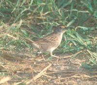 Grassland Sparrow - Ammodramus humeralis