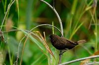 White Bellied Munia(Lonchura leucogastra)