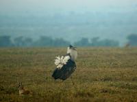 Kori Bustard (Koritrapp) - Ardeotis kori